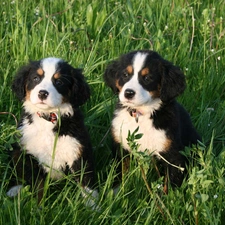 an, meadow, puppies