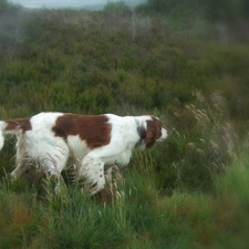 Meadow, Setter Irish Red and White