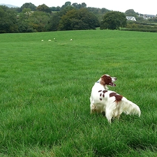 Meadow, Setter Irish Red and White