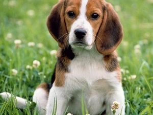 Meadow, Puppy, Beagle