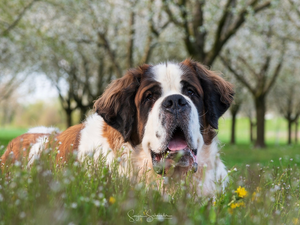 Meadow, dog, Bernard