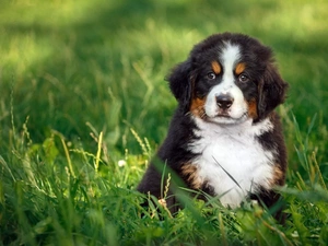 pastoral, Meadow, Bernese, dog, puppie