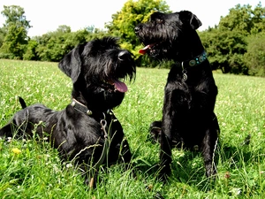 Meadow, Schnauzers, Two cars, puppies