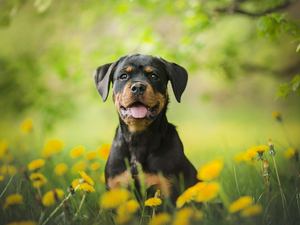 Puppy, Meadow, Common Dandelion, Rottweiler