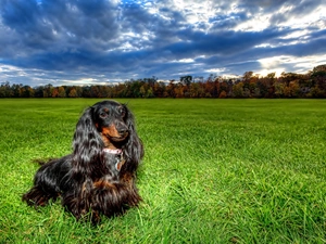 dachshund, grass, clouds, Meadow