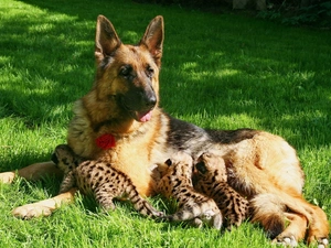 Meadow, Leopard, sheep-dog, young