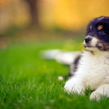 Meadow, Puppy, sheep-dog, Australian