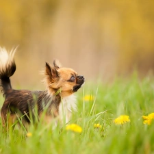 Meadow, doggy