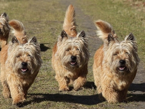 gear, Cairn Terriery, Meadow
