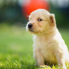 Meadow, puppie, golden, retriever