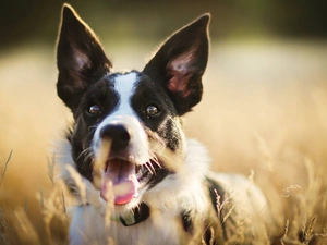 Meadow, dog, grass