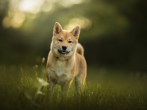 dog, Meadow, grass, Shiba inu