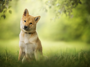 dog, Meadow, grass, Shiba inu