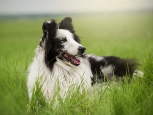 grass, Scottish Shepherd, Meadow