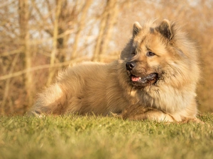 grass, Rurasier Spitz, Meadow