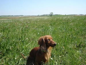long-haired Dachshund, Meadow