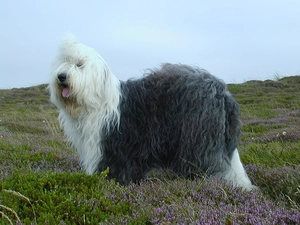 Old English Sheepdog, Meadow