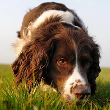 Meadow, nose, pinto, dog