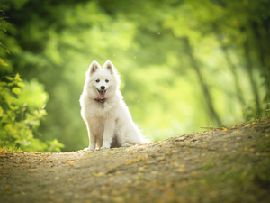 car in the meadow, dog, point