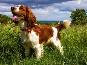 Meadow, happy, Puppy