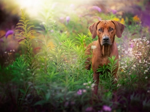 Meadow, Plants, dog, Rhodesian ridgeback