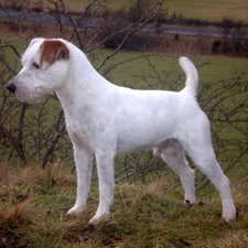 Meadow, Parson Russell Terrier