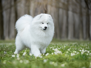 Meadow, dog, Samojed