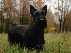 Meadow, terrier, Scotch