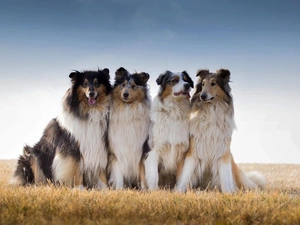 Meadow, Collie, Shepherds, Scottish