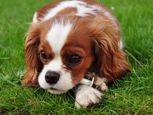 Meadow, puppie, Spaniel