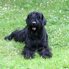 Terrier, Meadow, Black