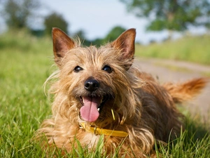 Terrier, Meadow, doggy