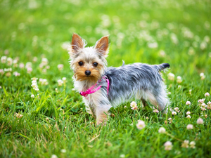 trefoil, Yorkshire Terrier, Meadow