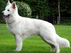 White Swiss Shepherd, Meadow