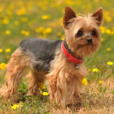 York, Meadow, doggy