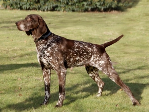 meaning, White, Brown, German Shorthaired Pointer
