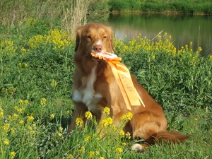 medal, Retriever Nova Scotia