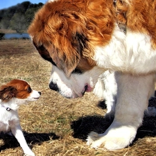 meet, doggy, Bernard, small