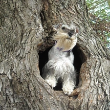 miniature Schnauzer, hollow, dog, trees