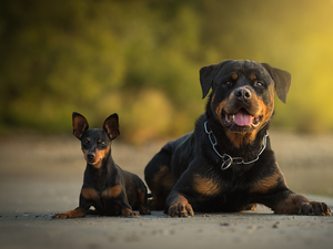 Rottweiler, Way, Dogs, miniature Pinscher, Two cars