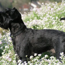 miniature Schnauzer, Flowers, Black