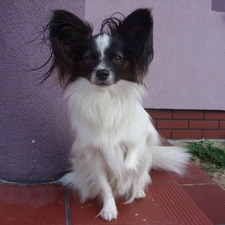 Miniature Continental Toy Spaniel Papillon, honeyed