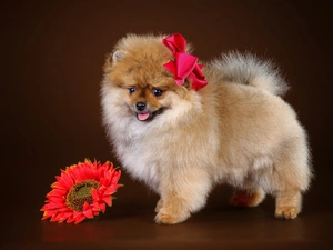 Miniature, dog, point