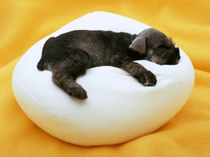 miniature Schnauzer, Pillow, sleepy, dog