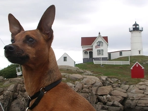 miniature Pinscher, Stones