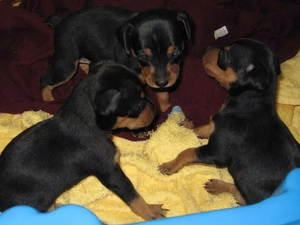 miniature Pinscher, puppies, Three, Black
