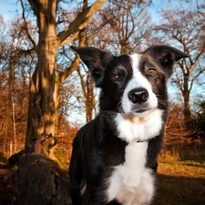 mongrel, dog, white, Black