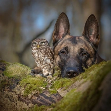 Moss, trees, owl, German Shepherd