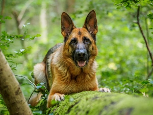 mossy, trees, German Shepherd