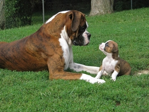 boxer, Puppy, grass, mother